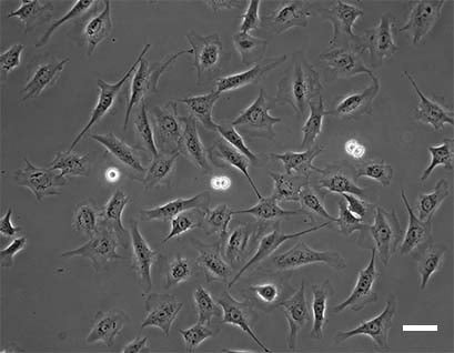 Biological Models: From 2D to 3D Systems